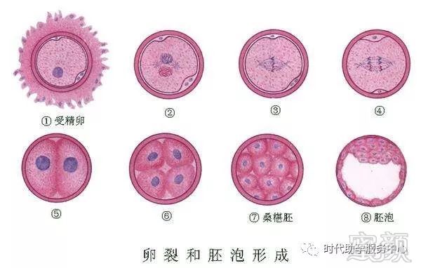 妊娠读音拼音