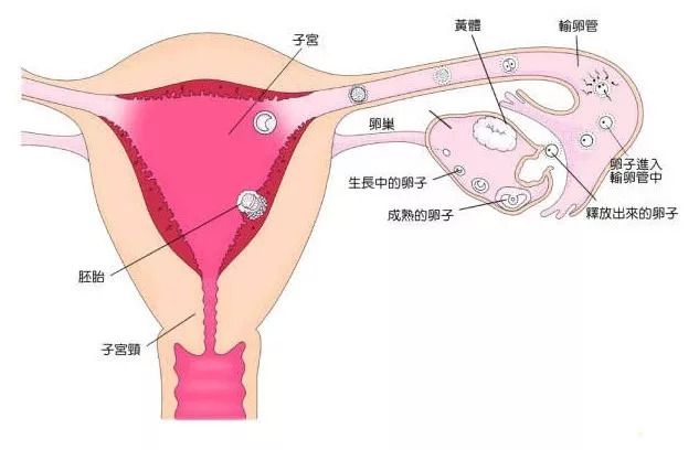 妈妈天天骂我