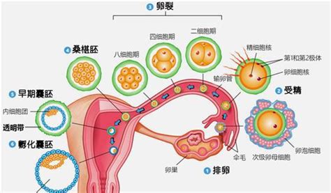 供卵试管婴儿