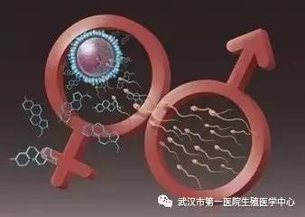 广州供卵生子