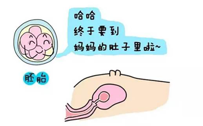 广东试管机构